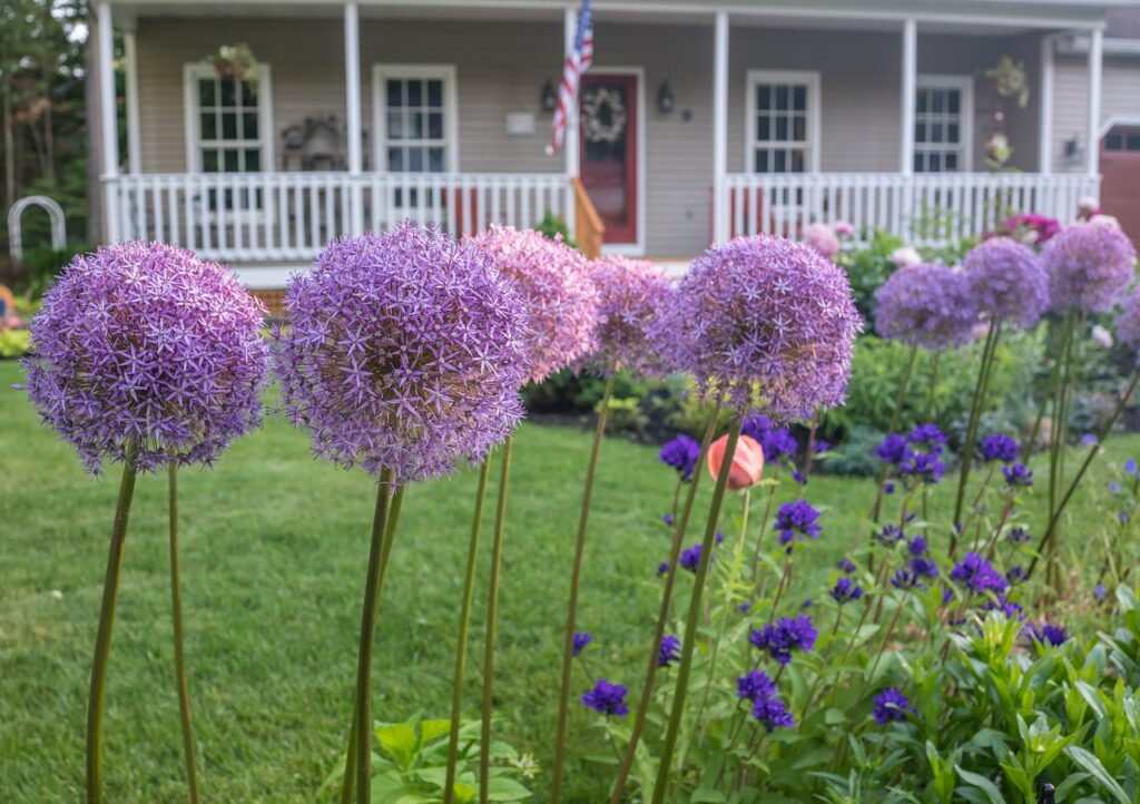 allium flowers, garden, yard-4341978.jpg