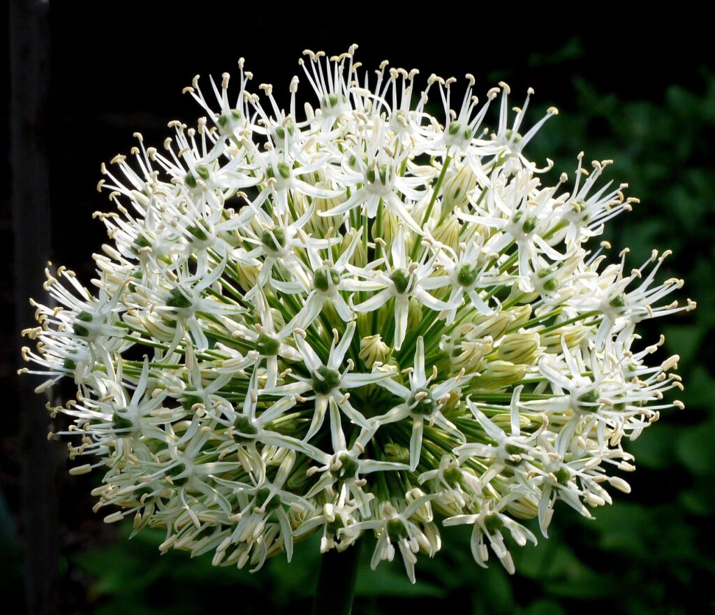 allium, ornamental onion, blossoms-3421023.jpg