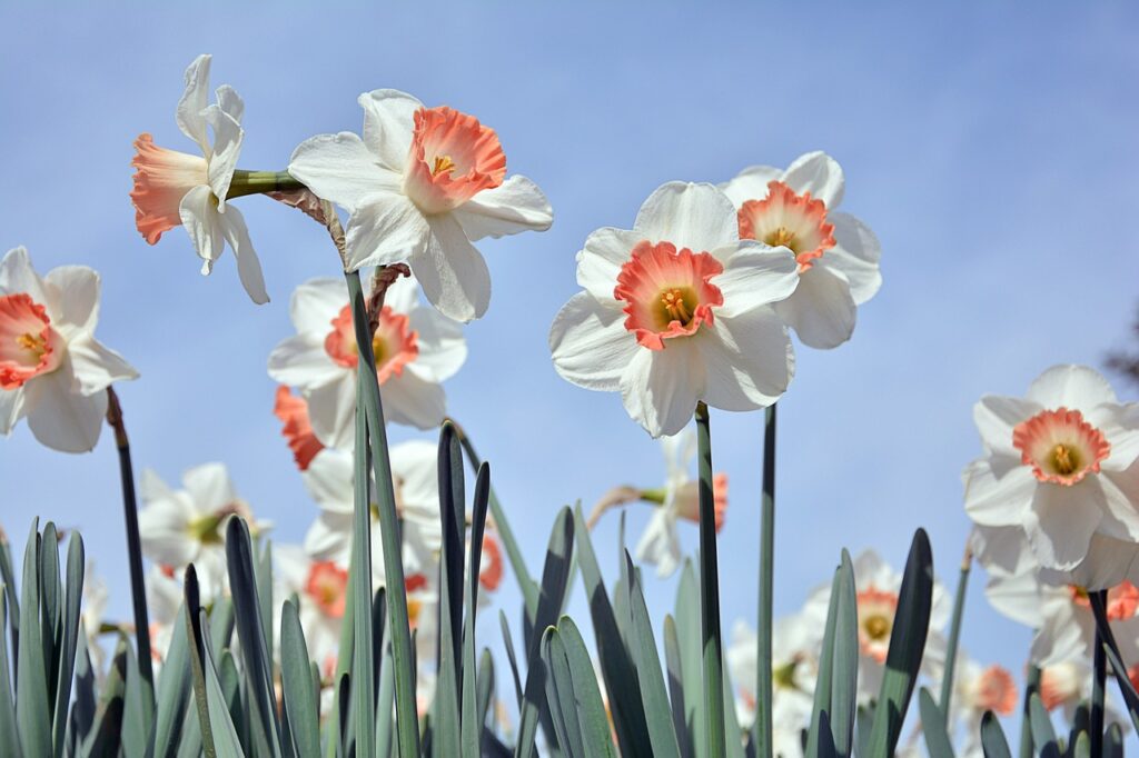 flowers, daffodil, bloom-3316769.jpg