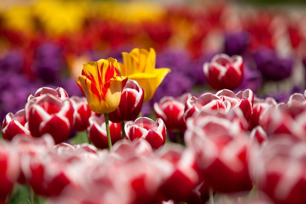 flowers, tulips, field-65305.jpg