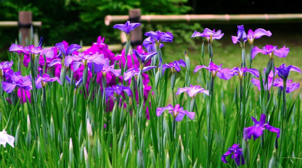 iris, flowers, purple-1669973.jpg