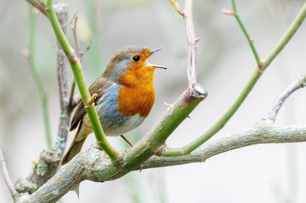 robin, bird, animal-7810837.jpg