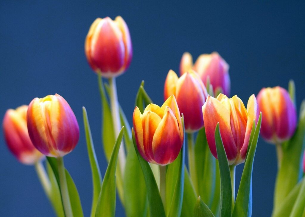 tulips, flowers, blossom-7818680.jpg