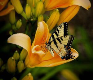 butterfly, insect, garden-144053.jpg