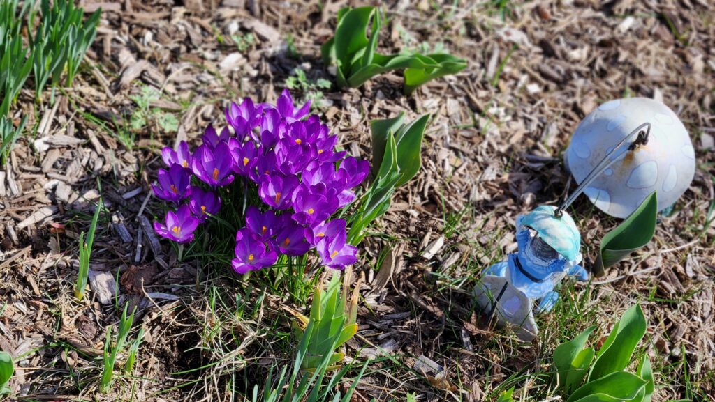 purple crocus