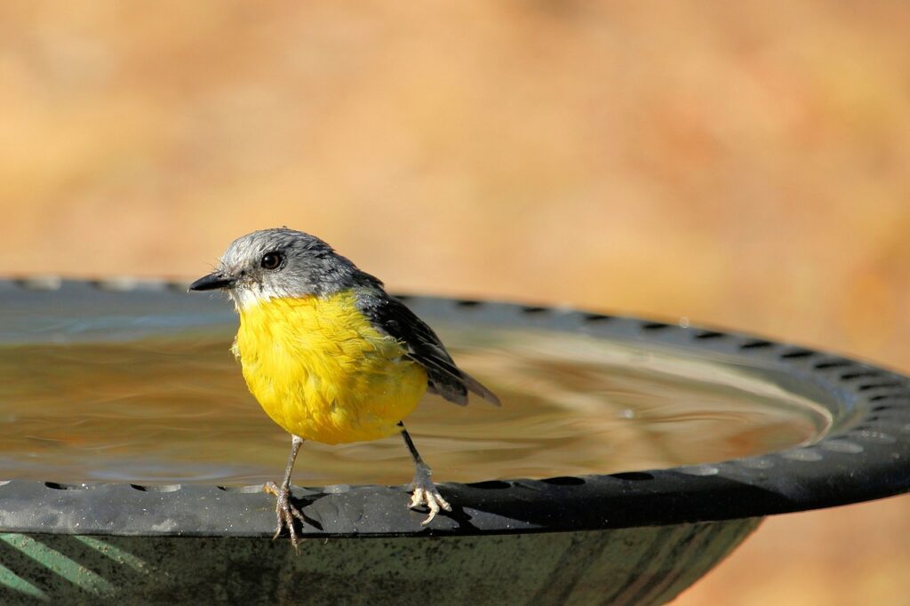 eastern yellow robin, eopsaltria australis, yellow robin-4027248.jpg